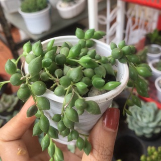 sen đá chuỗi ngọc bi