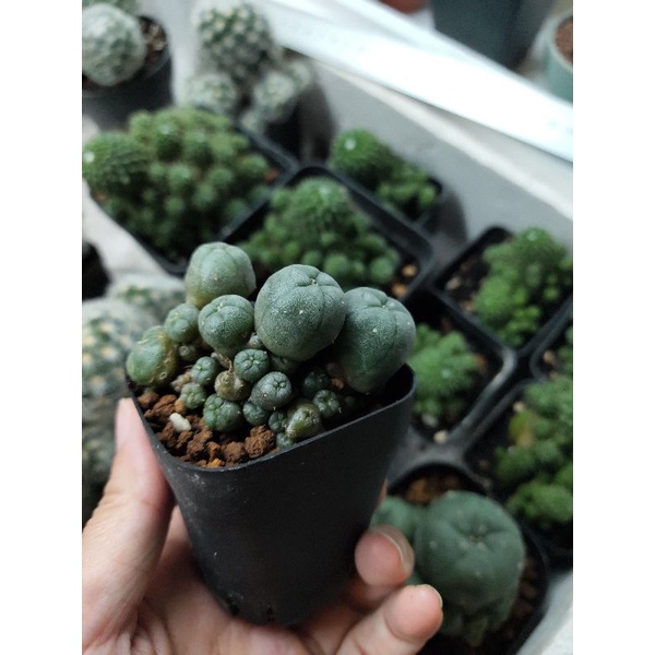 Xương rồng lopho bụi