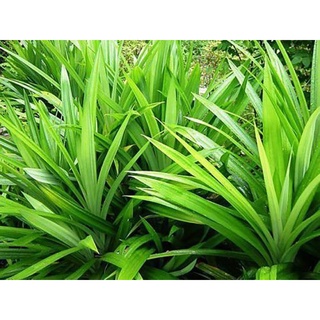 Lá dứa thơm tươi 1 nhánh