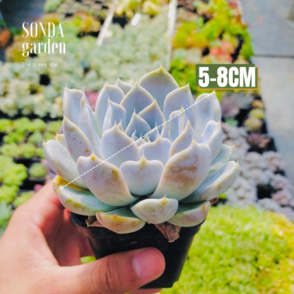 Sen đá móng tay SONDA GARDEN size bé 5-8cm, xuất xứ Đà Lạt, khoẻ đẹp, lỗi 1 đổi 1