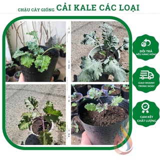 Chậu rau Cải Kale đủ loại đủ kích thước: Kale xoăn xanh, kale tím