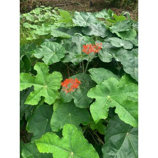 Cây giống ngô đồng (sen tàu)Atropha podagrica Hook 