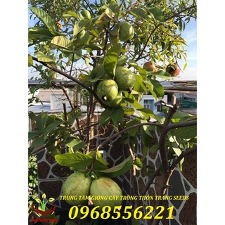 Ổi đài loan chậu to