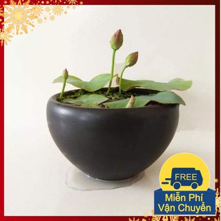 Bùn Khô Chuyên Dùng Trồng Sen Mini - Súng Mini