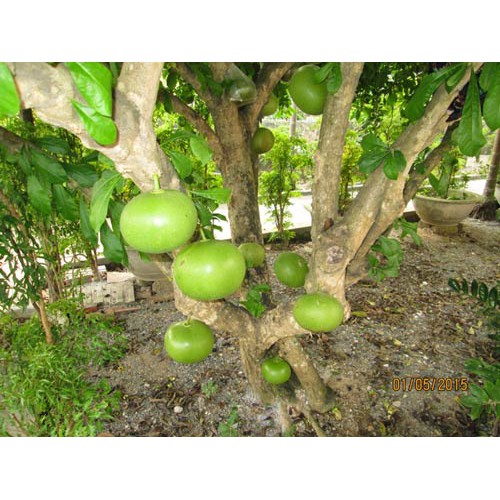 Cây giống đào tiên