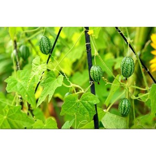 Hạt Giống Dưa Hấu Mini