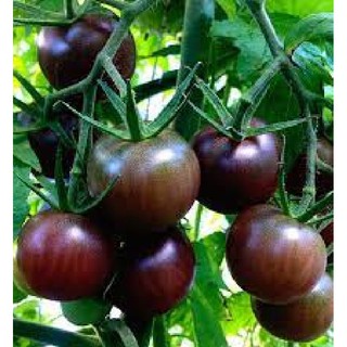 Hạt giống cà chua socola 1 gói 30 hạt