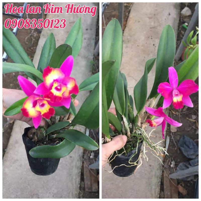 Phong lan cattleya mini hoa màu hồng