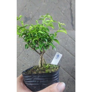 Chậu mềm Mai chiếu thủy bonsai mini Tặng phân tan chậm.