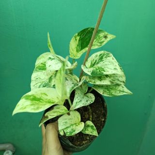 Trầu bà cẩm thạch