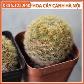 Xương rồng mami lông nhung vàng