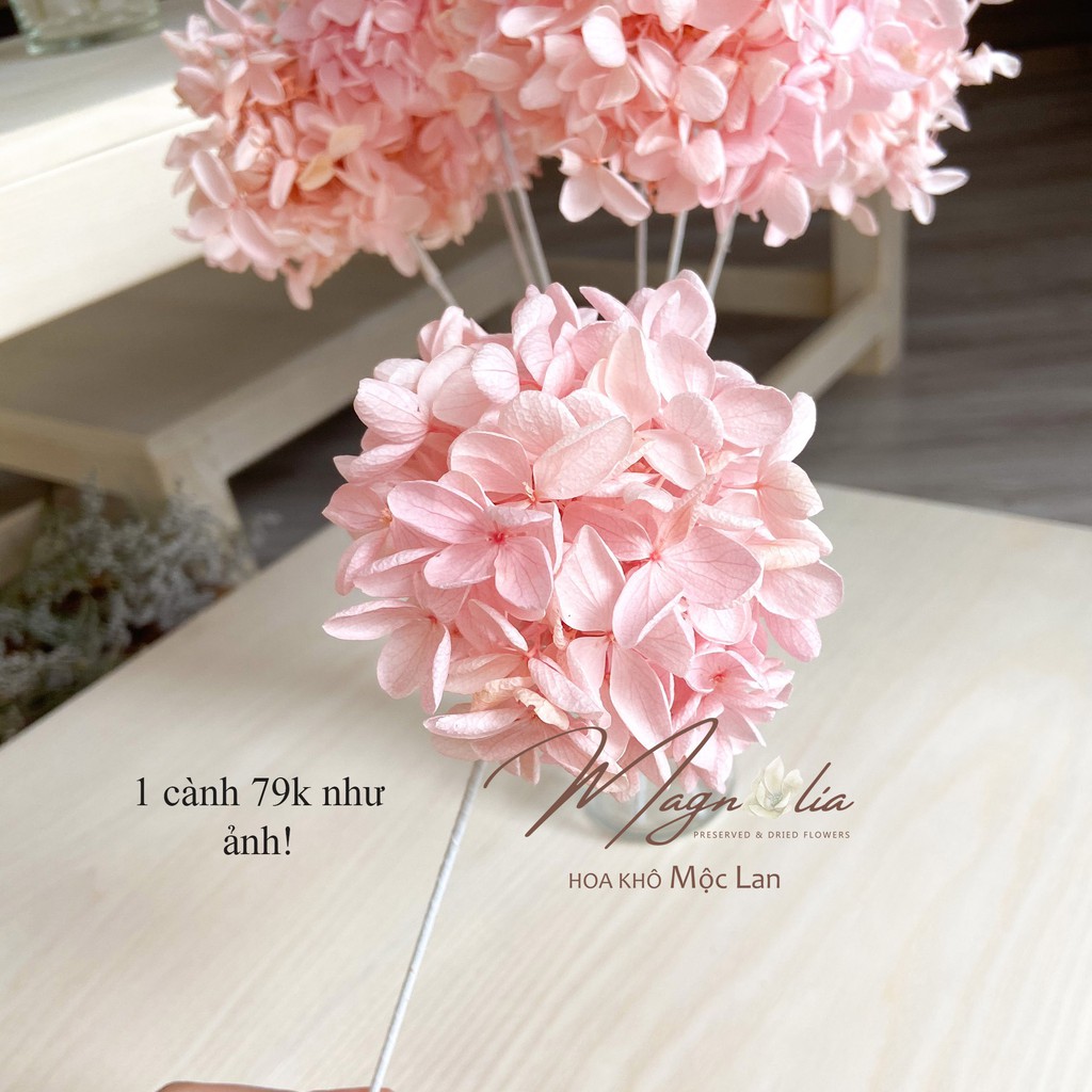 Hoa khô decor ❤️FREESHIP❤️ Cẩm tú cầu Nhật Bản hồng phấn siêu đẹp, hoa trang trí phòng