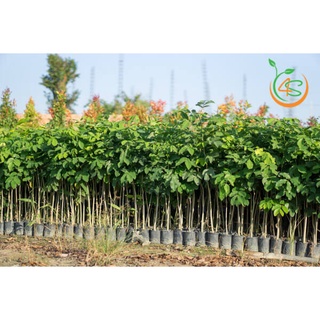 Cây Gõ Đỏ thuần chủng f1
