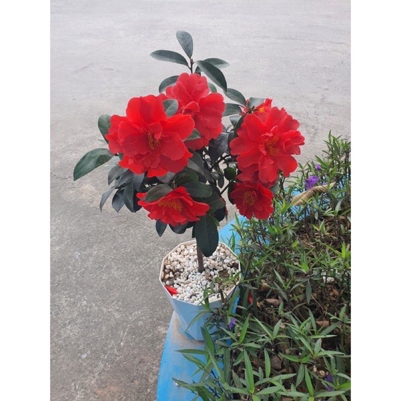 Hoa nhài nhật màu đỏ