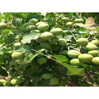 Cây Giống Óc Chó