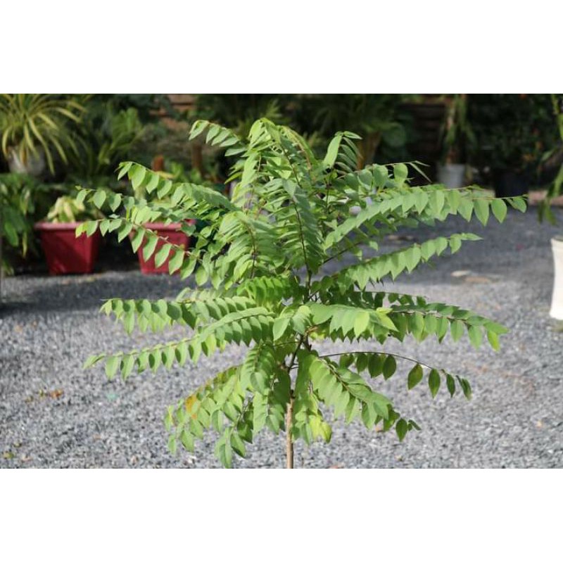 Cây 🌲 Chùm ruột  ngọt