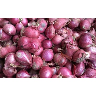 Củ hành tím