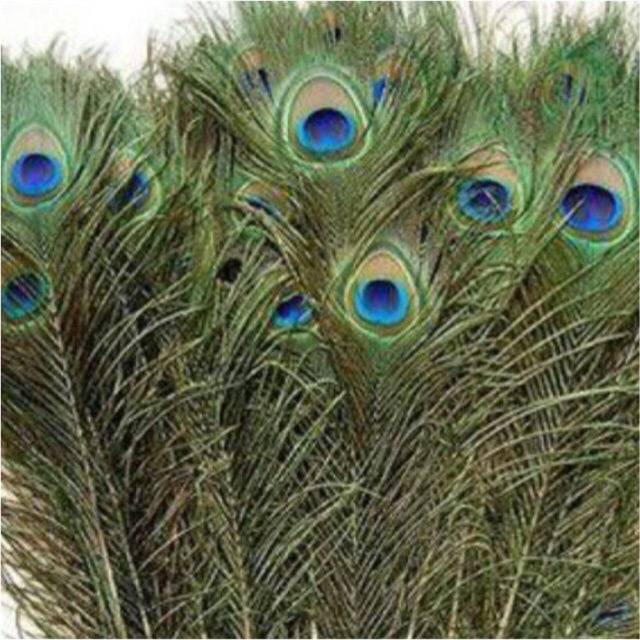 Lông công 70-75cm LOẠI 1 CHÂT LƯỢNG to đại