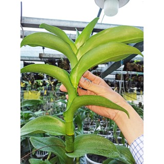 Phân Đạm Cá - Thủy phân cá Eco-Hydro Fish Chai 1 Lít