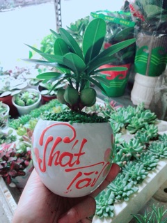 Chậu Cây May Mắn Phát Tài