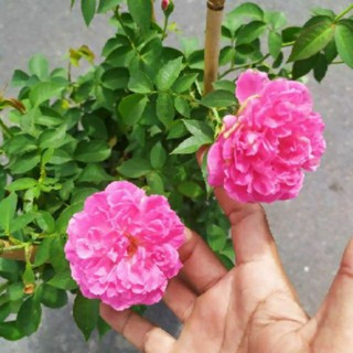 Hoa Hồng thơm tường vy
