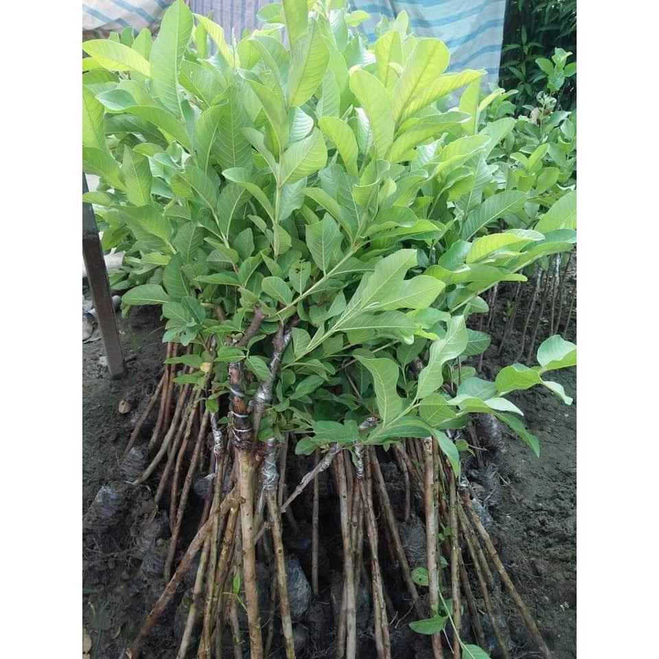 Cây ổi găng (giá sỉ)