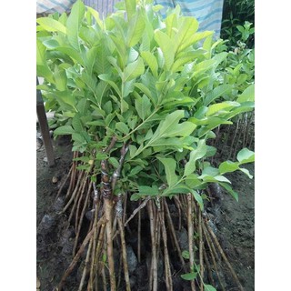 Cây ổi găng (giá sỉ)