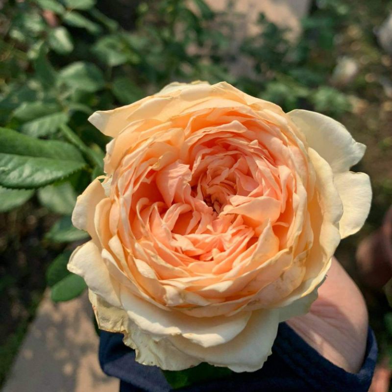 Hoa Hồng Bụi Masora Rose màu Vàng Mộng Mơ- Vườn Hoa Melinhrose