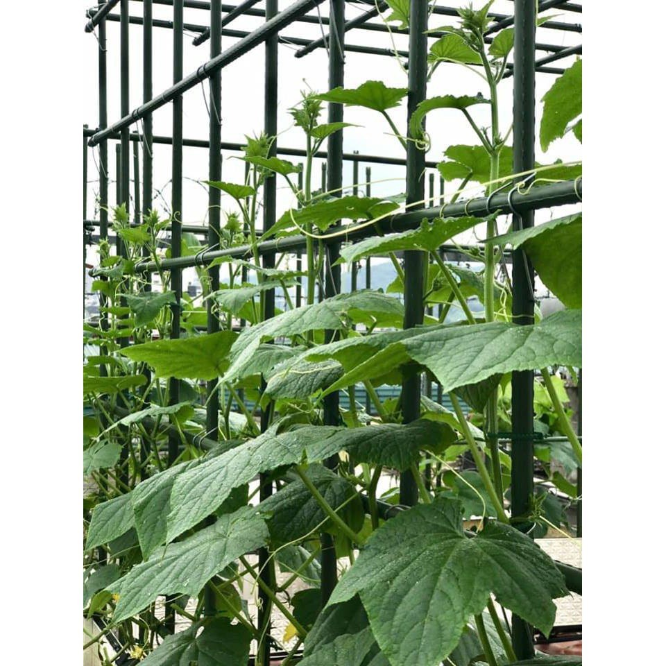 10 cọc cắm cho cây leo cao 180cm đk 16mm