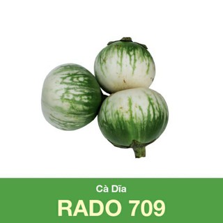 Gói 0,5g Hạt Giống Cà Dĩa Rado 709, Trồng Quanh Năm, Trái To, Màu Trắng Sọc Xanh, Năng Suất Cao