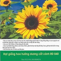 Hạt Giống Hoa Hướng Dương Cắt Cành 1gr