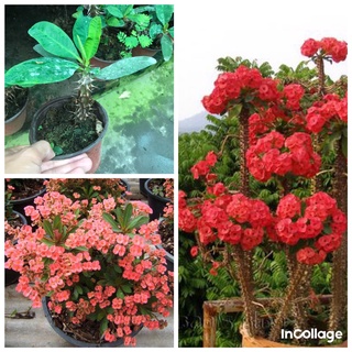 cây xương rồng bát tiên