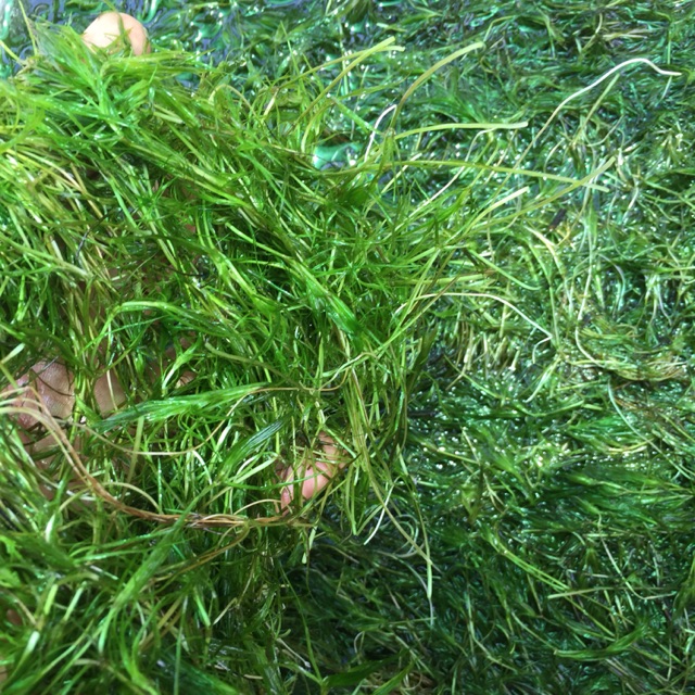 cỏ trúc rong thuy sinh