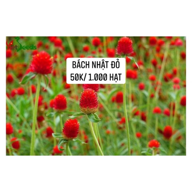 51.000 hạt giống hoa cúc bách nhật đỏ. Có ảnh thật khách gieo nảy mầm 100%
