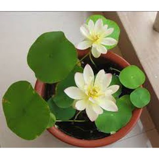 10 hạt giống sen mini Nhật (nhiều màu)