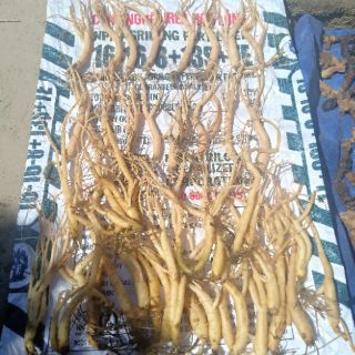 Sâm dây Ngọc Linh size to
