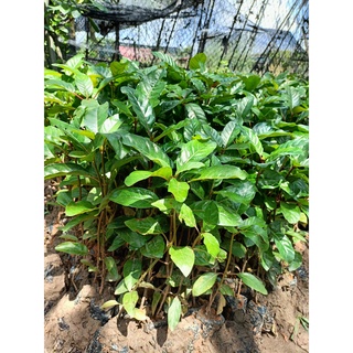 Cây giống gáo vàng