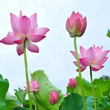 Gói 10 hạt giống sen ta - Sen Hồng Việt Nam - Vietnamese Lotus