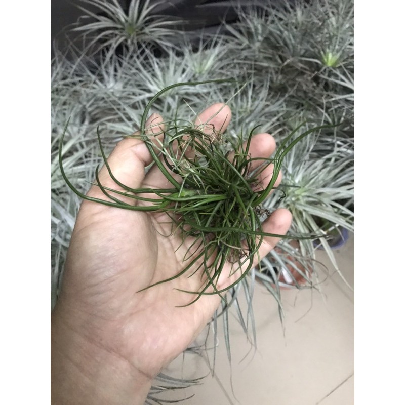 Cây không khí Tillandsia bulbosa