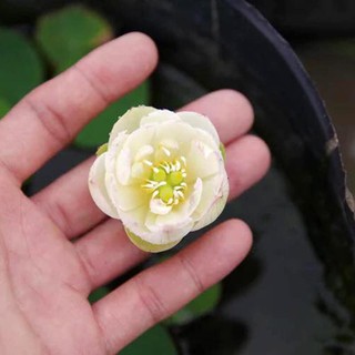 (Đã Cắt Đầu) Sen Mini Nhật Full Màu(gói 5H)
