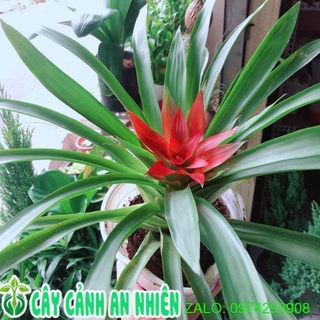 Cây Phong Lộc Hoa