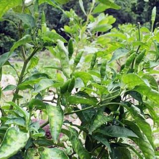 ỚT XIÊM RỪNG THÁI LAN