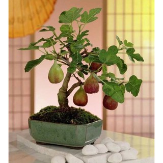 BỘ HẠT GIỐNG SUNG ĐƯỜNG - QUẢ TO SIÊU NGỌT