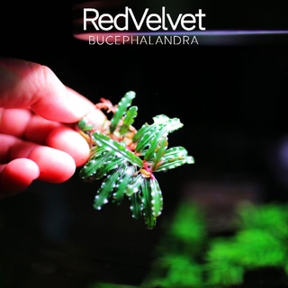 Bucep Red Velvet | Cây thủy sinh lá đỏ | hàng ngọn | lá cạn