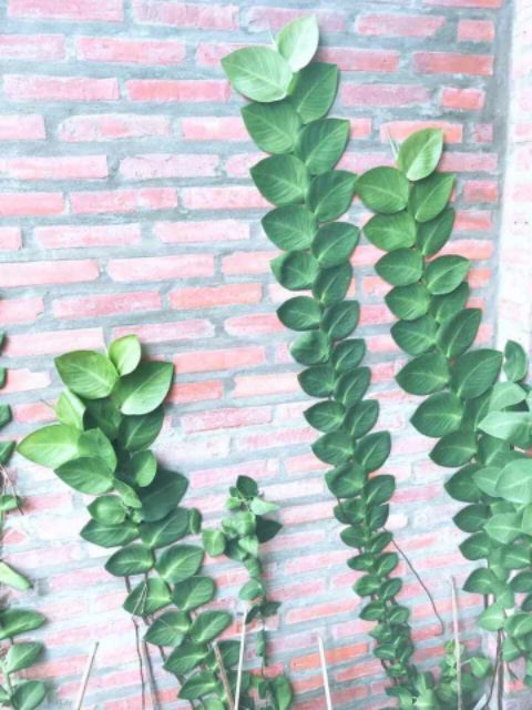 Cây cắt kè Thái... siêu đẹp