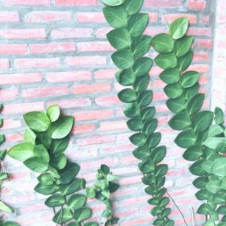 Cây 🌲 Kắt Kè ♌ leo tường.