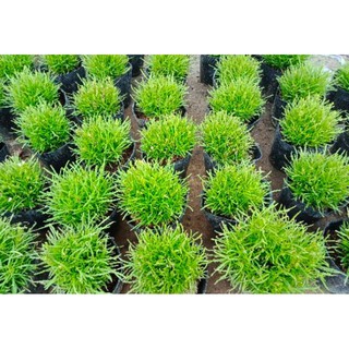 Cây Cỏ Mây- tặng kèm phân bón