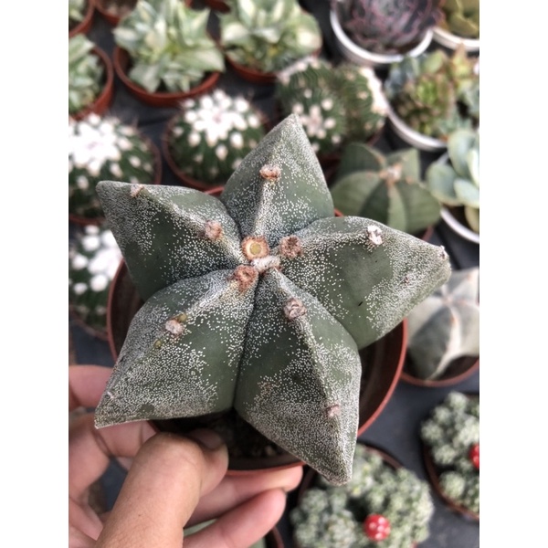 Xương rồng astro