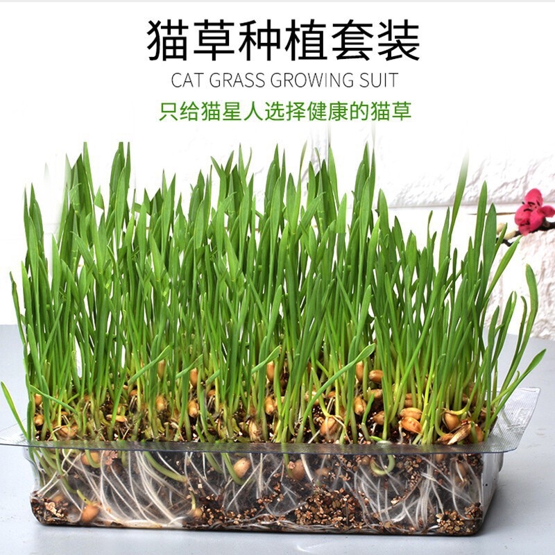 CỎ MÈO TỰ TRỒNG TIỆN LỢI CÓ SẴN HẠT GIỐNG, ĐẤT, KHAY NHỎ