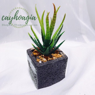 Cây Giả - Sen Đá Nha Đam Đậm MSON